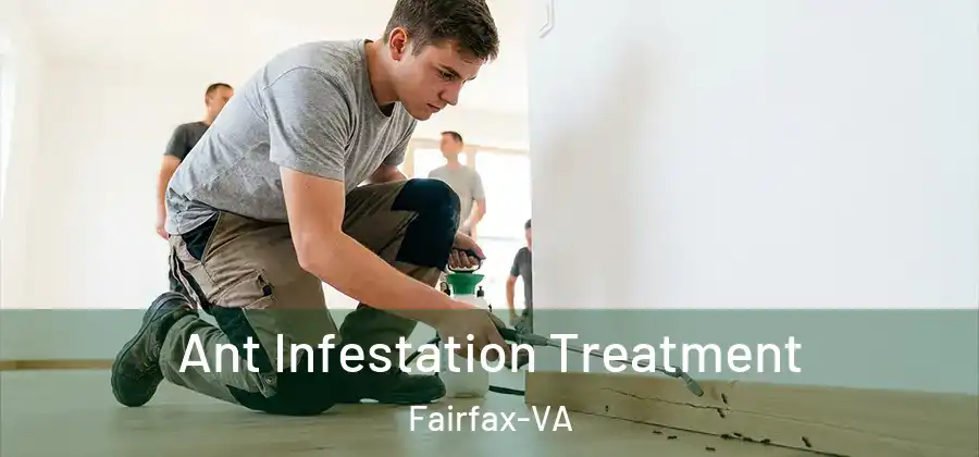 Ant Infestation Treatment Fairfax-VA