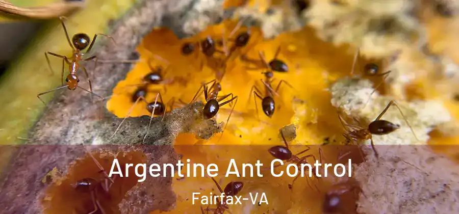 Argentine Ant Control Fairfax-VA