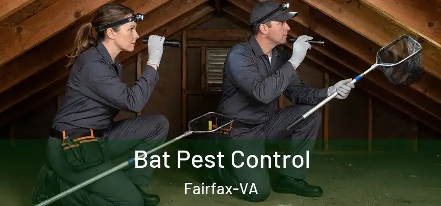 Bat Pest Control Fairfax-VA
