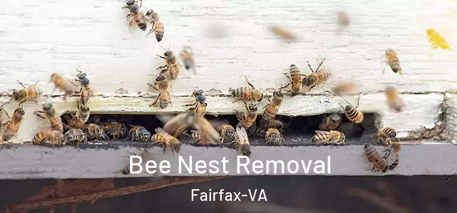 Bee Nest Removal Fairfax-VA