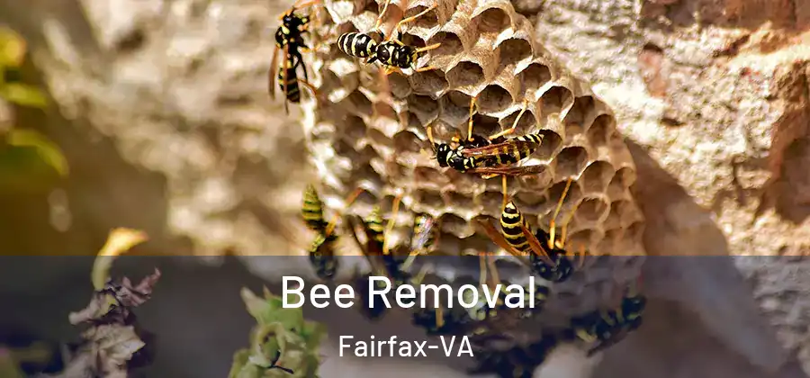 Bee Removal Fairfax-VA