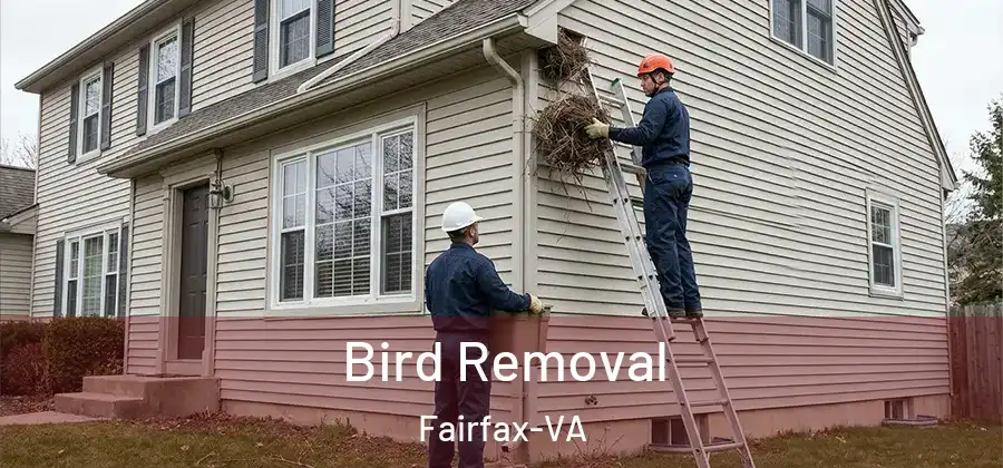 Bird Removal Fairfax-VA