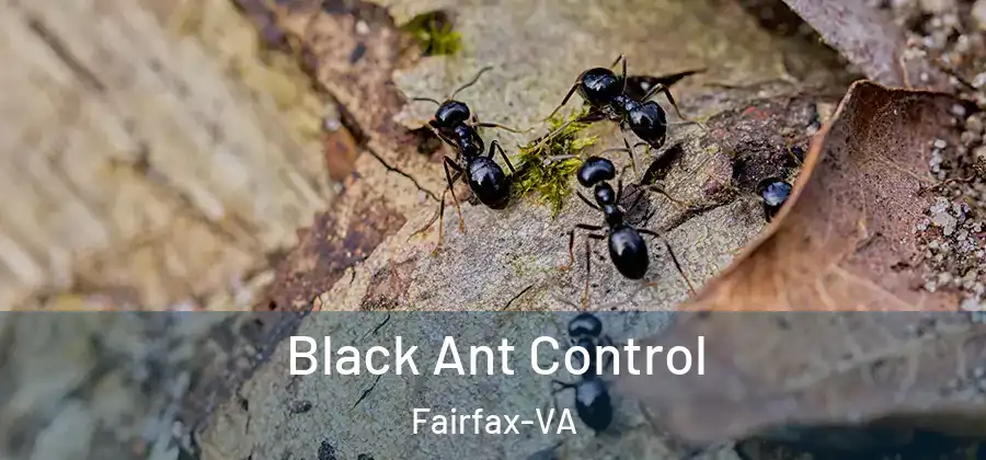 Black Ant Control Fairfax-VA