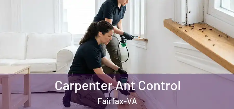 Carpenter Ant Control Fairfax-VA