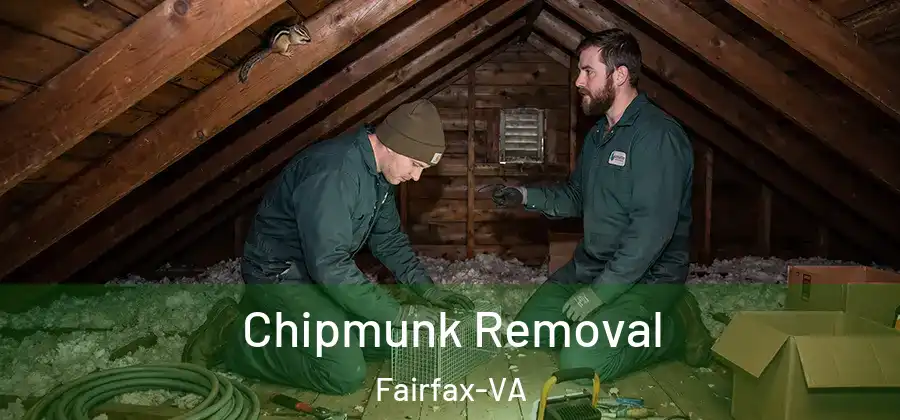 Chipmunk Removal Fairfax-VA
