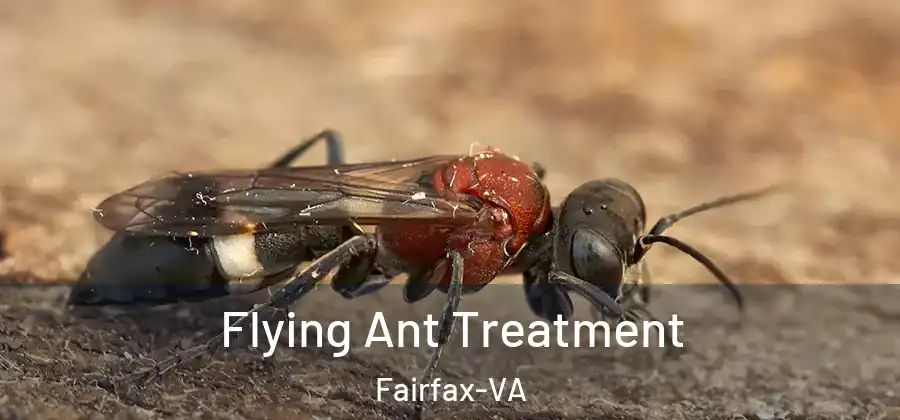 Flying Ant Treatment Fairfax-VA