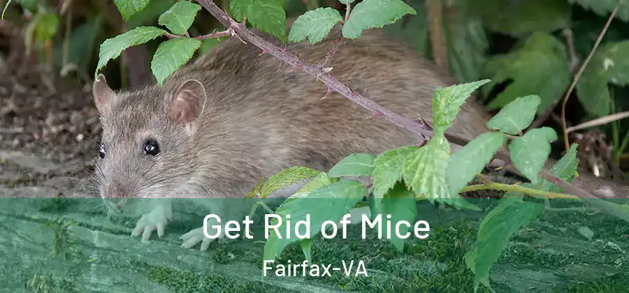 Get Rid of Mice Fairfax-VA