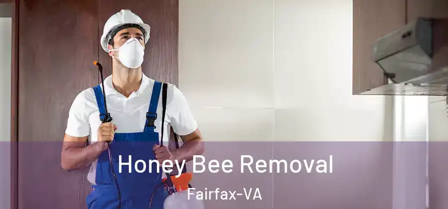Honey Bee Removal Fairfax-VA