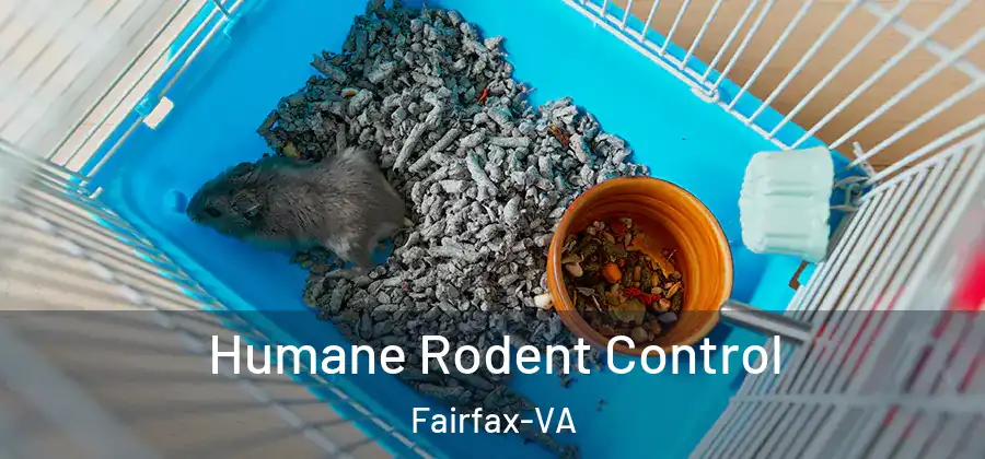 Humane Rodent Control Fairfax-VA