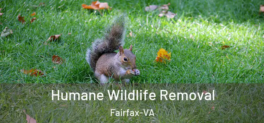 Humane Wildlife Removal Fairfax-VA