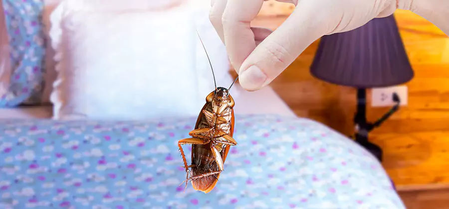 Fast Roach Elimination in Fairfax