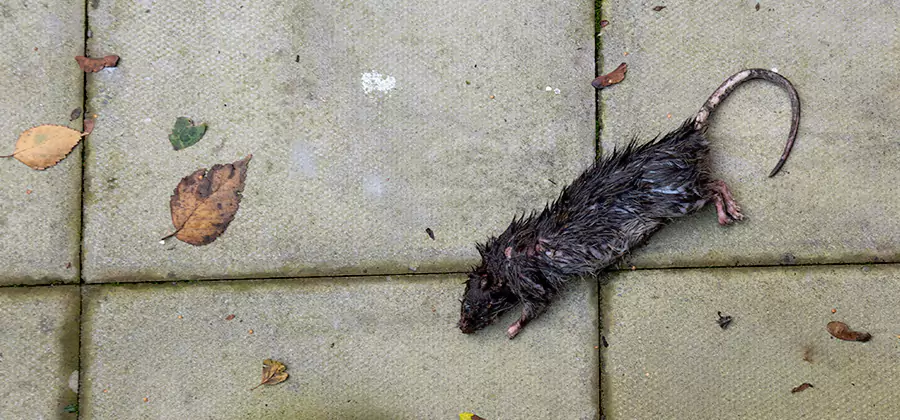 Mice in the Attic Removal in Fairfax