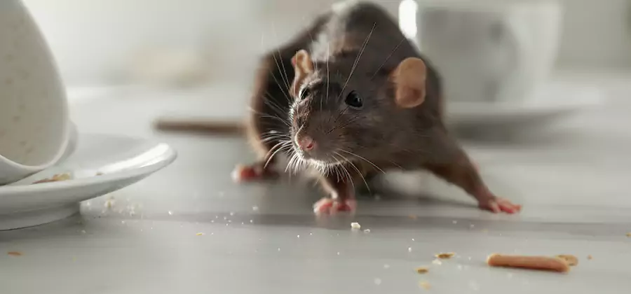 Rodent Feces Removal in Fairfax