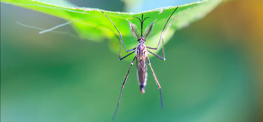 Pest and Mosquito Control for Yard and Patio in Fairfax