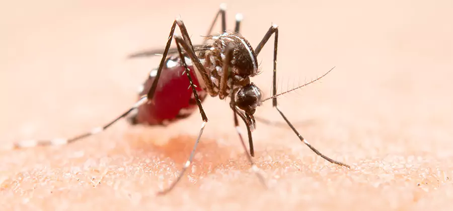 Pond Mosquito Control and Water Treatment in Fairfax