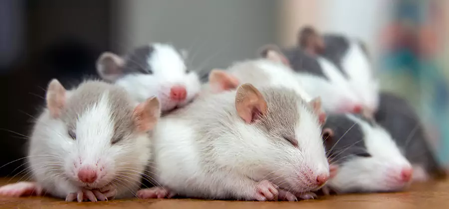 Rat Infestation Exclusion Service in Fairfax