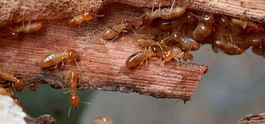 Wood Preservation Termite Treatment in Fairfax