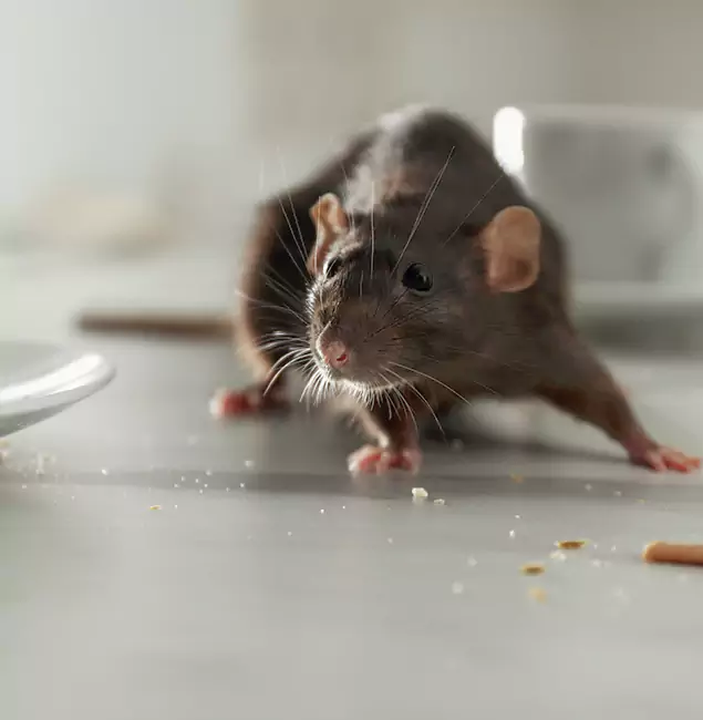 Why Fairfax Homeowners Choose Fairfax Pest Control Pros for Mice Control?