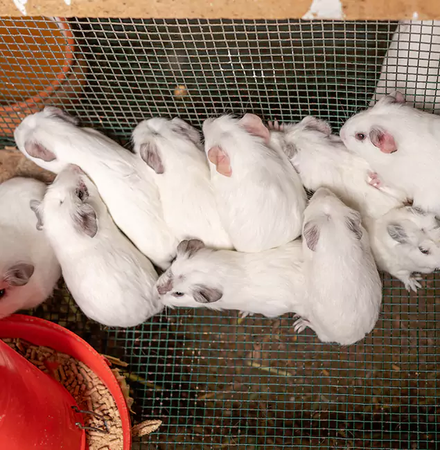 Why Fairfax Pest Control Pros Is the Trusted Choice in Fairfax, VA?