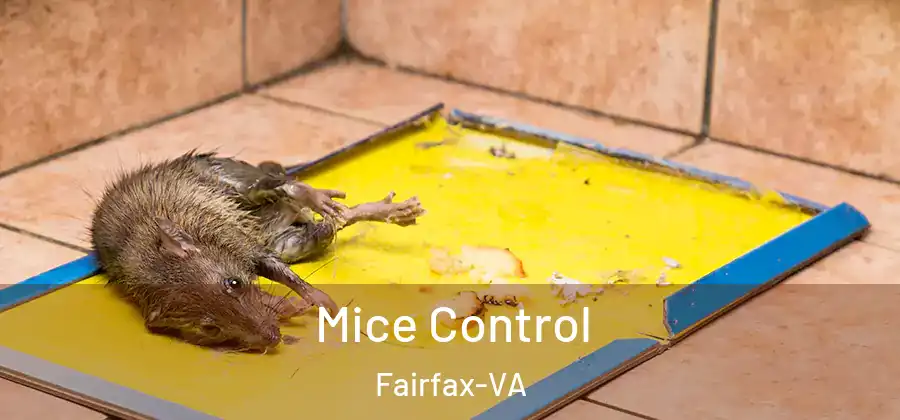 Mice Control Fairfax-VA