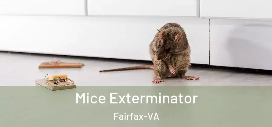 Mice Exterminator Fairfax-VA