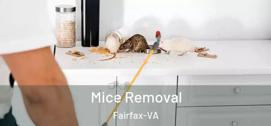 Mice Removal Fairfax-VA