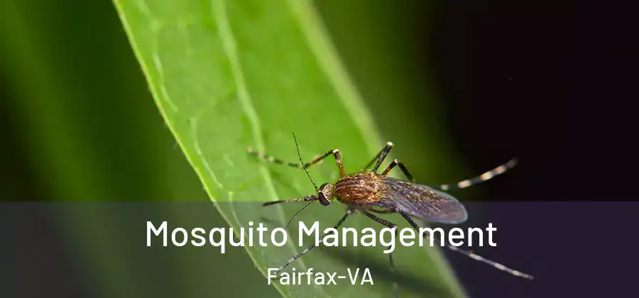 Mosquito Management Fairfax-VA