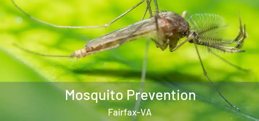 Mosquito Prevention Fairfax-VA