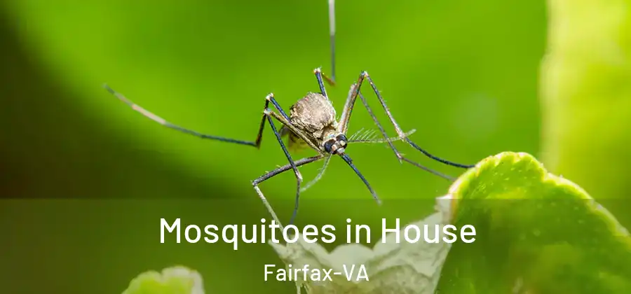 Mosquitoes in House Fairfax-VA