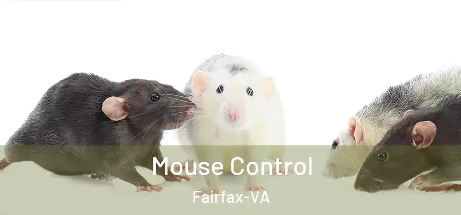 Mouse Control Fairfax-VA