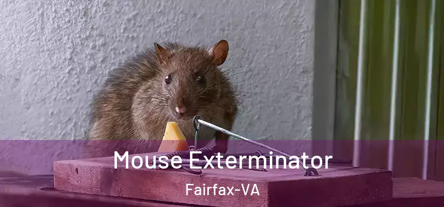 Mouse Exterminator Fairfax-VA