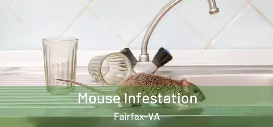 Mouse Infestation Fairfax-VA