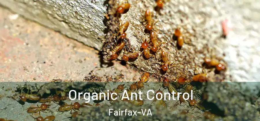 Organic Ant Control Fairfax-VA
