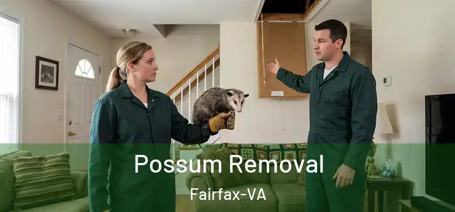 Possum Removal Fairfax-VA