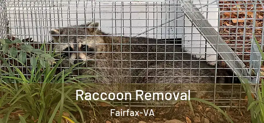 Raccoon Removal Fairfax-VA