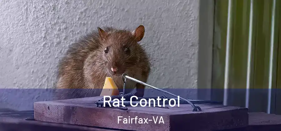 Rat Control Fairfax-VA