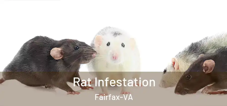 Rat Infestation Fairfax-VA