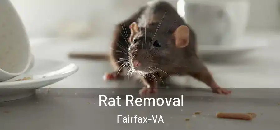 Rat Removal Fairfax-VA
