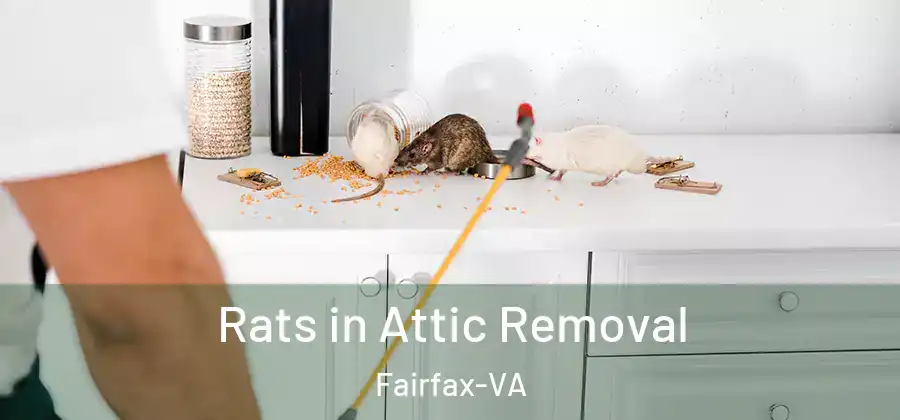 Rats in Attic Removal Fairfax-VA