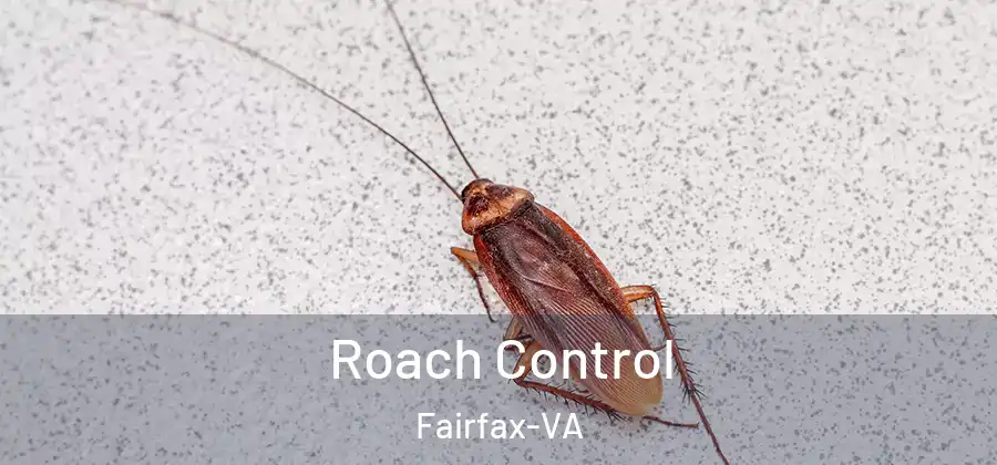 Roach Control Fairfax-VA