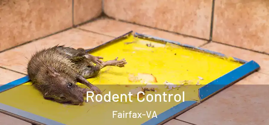 Rodent Control Fairfax-VA