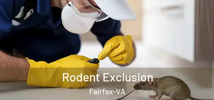 Rodent Exclusion Fairfax-VA