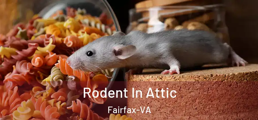 Rodent In Attic Fairfax-VA