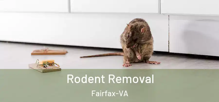 Rodent Removal Fairfax-VA