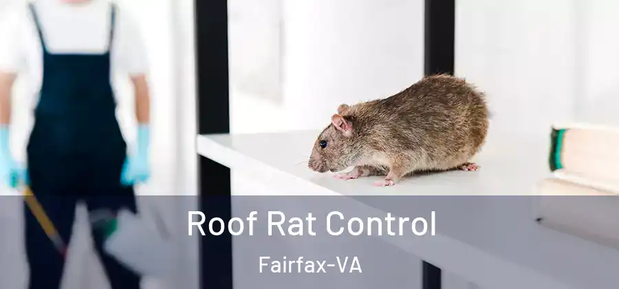 Roof Rat Control Fairfax-VA