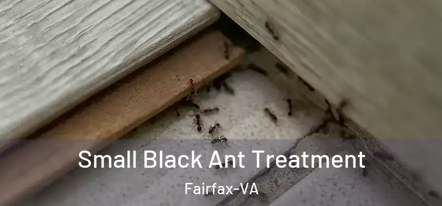 Small Black Ant Treatment Fairfax-VA