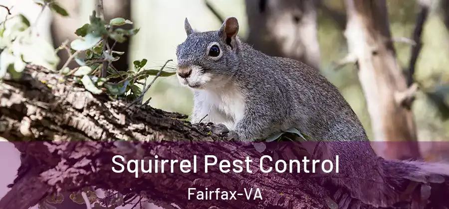 Squirrel Pest Control Fairfax-VA