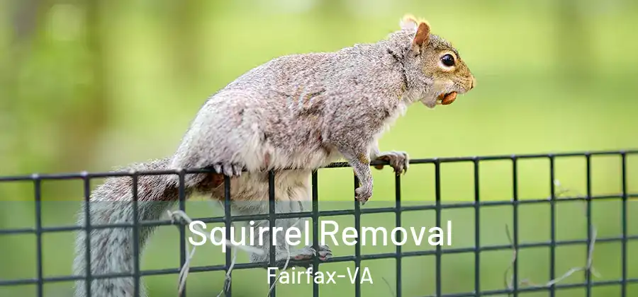 Squirrel Removal Fairfax-VA