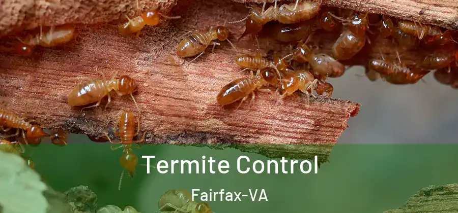 Termite Control Fairfax-VA