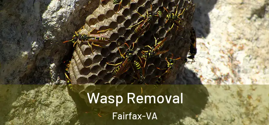 Wasp Removal Fairfax-VA